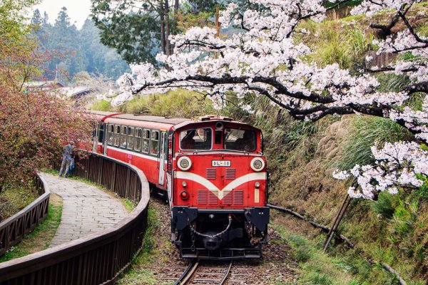 2026-03-28 阿里山3027232