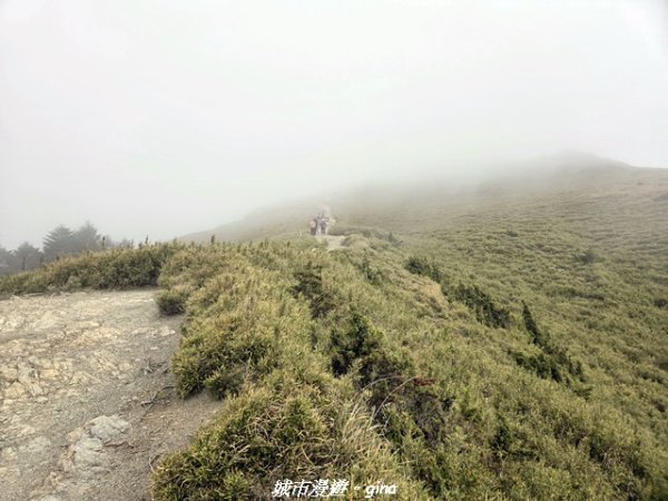 【南投仁愛】合歡東峰步道x合歡石門山步道(賞杜鵑)3052463