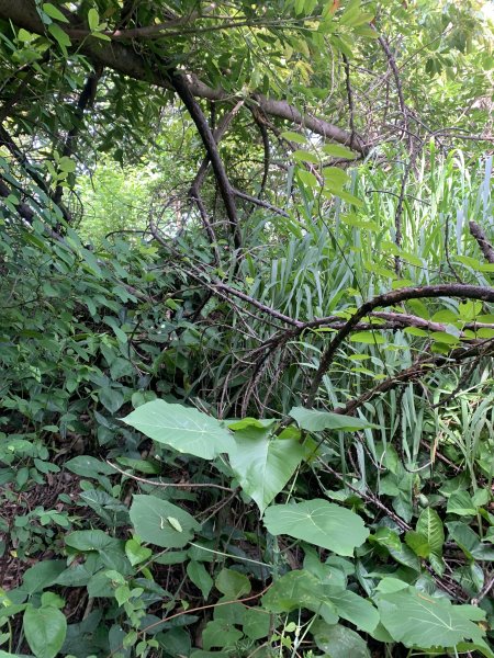 20250628高雄赤山2826277