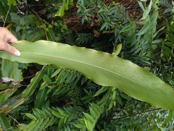 梅山鄉撿山頭2449393