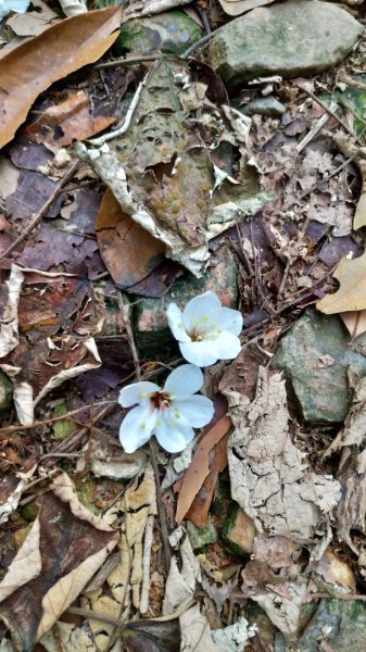 小百岳【尾寮山】905220