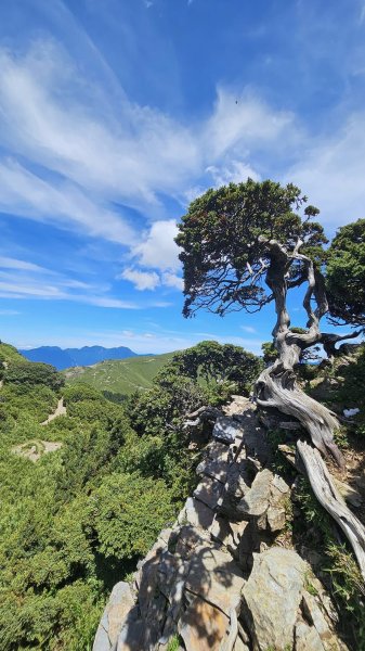 240714-石門山+合歡尖山+合歡東峰。美美兔凌晨3點出門來個合歡群峰半日遊。2567171