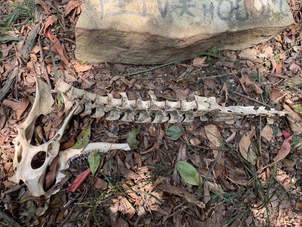 20250404屏東北獅子頭山-霧里乙山2757440