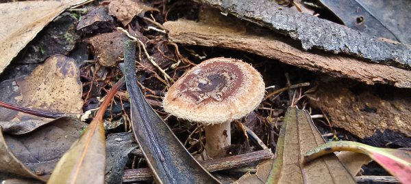 2025/05/17-凌空廊道至比麟山來回2790069