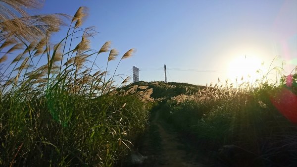 新北樹林-三角埔頂山1420655