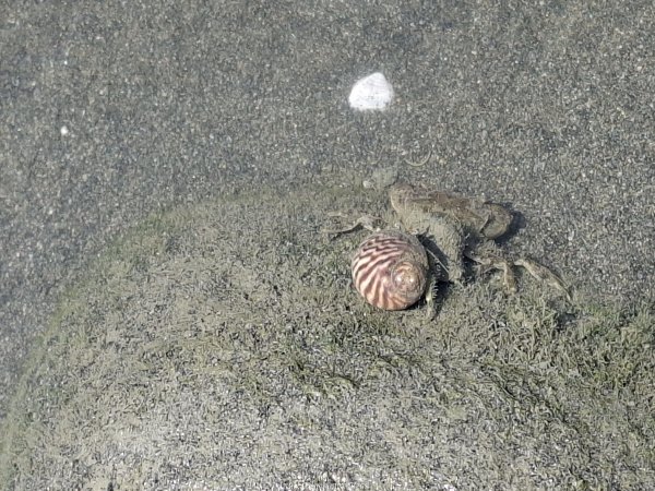 《彰化》海中步道｜漢寶濕地芳苑濕地健行賞鳥202603153016755