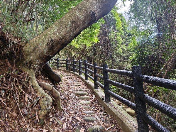 [皮皮獅動物派對-03/10] 2026_0822 石光古道(老虎山步道)3120798