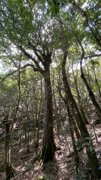 115/6/21-魯東高島縱走(魯壁東穗出高島）3078885