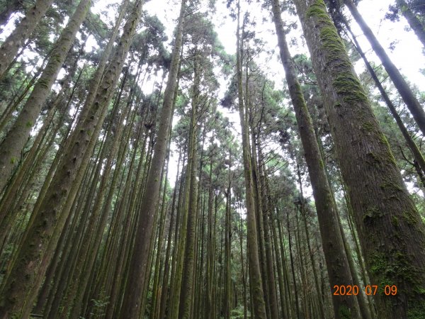 橫嶺山自然步道2020.07.091029058