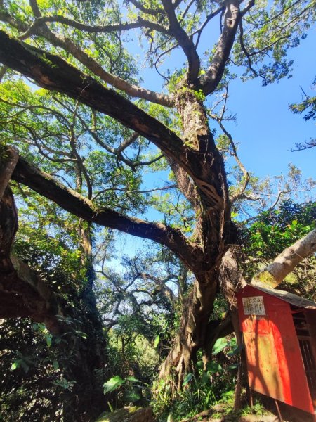 龜山福源山-牛灶坑山-鶯歌火車站走春遊2701321