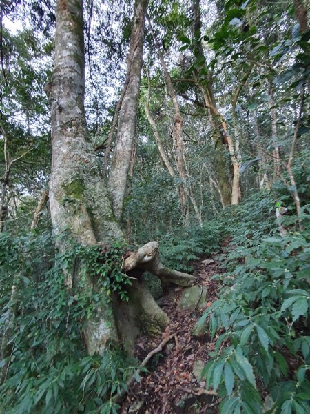 盧山六寶-再生山1616336