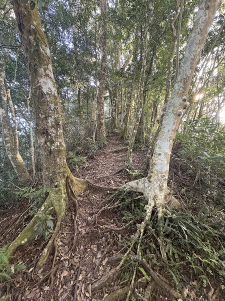 20251207藤枝山步道2957624