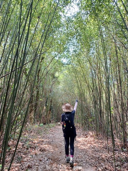 【苗栗大湖】步道多行走在舒適的綠蔭中。 No36小百岳~關刀山步道(出關古道關聖段)2528141