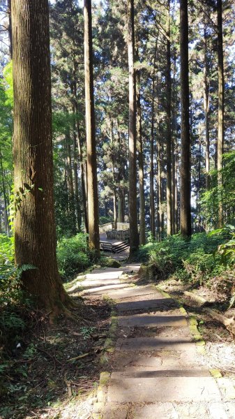 頂石棹步道群半日健行772694