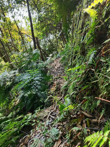 新山夢湖-友蚋山-友蚋南峰-五指山古道2755379