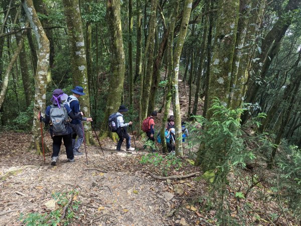 谷關七雄：屋我尾山（大雪山林道來回）1773179