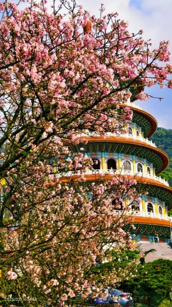 #綠繡眼 訪花 #吉野櫻 #天元宮 #楓樹湖 03162736746