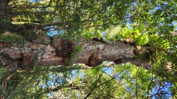 【中級山縱走】羅馬縱走，走進神木的夢幻童話森林世界2943231