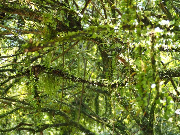 《宜蘭》植物博物館｜員山福山植物園201805182889171