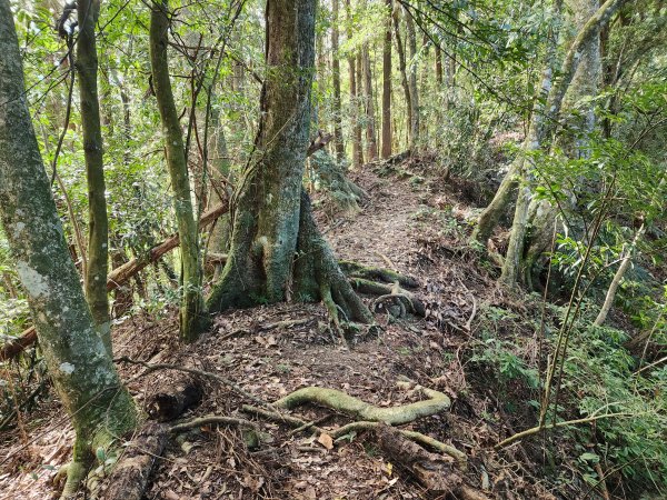 觀音山林道登長壽山