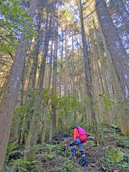 鳶嘴稍來神木、稍來山O型走20209151102465