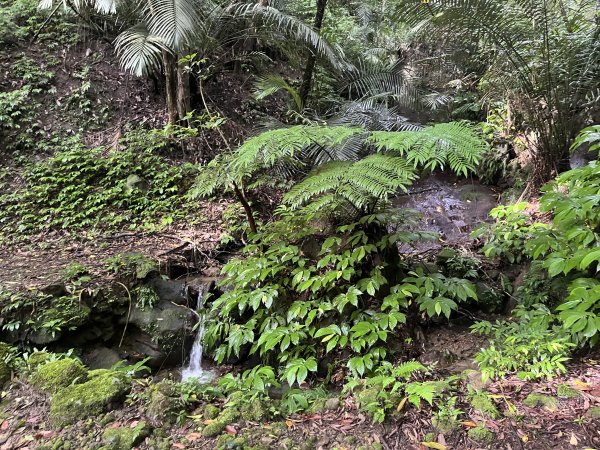 [皮皮獅探險隊-01/10] 2025_0706 六寮古道2830743