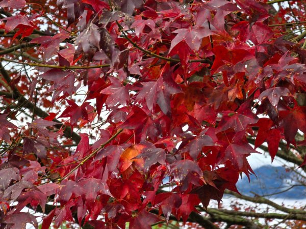 馬那邦山之雲海／雲瀑／楓紅／太陽琉璃光2676339