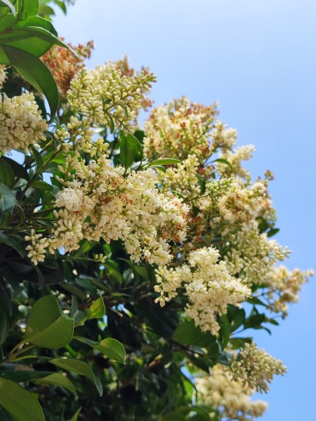 富貴角燈塔老梅綠石槽2781647