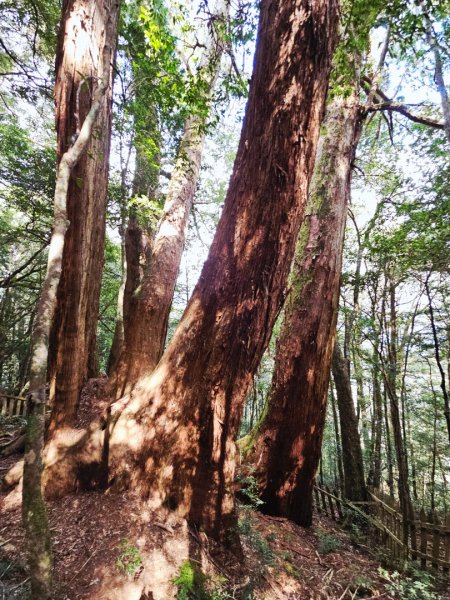 鎮西堡巨木群步道(B區)-(新竹)臺灣百大必訪步道3007834