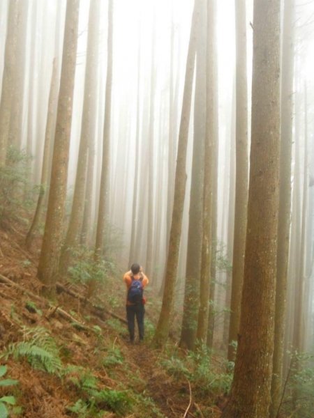 【新竹/五峰】戀戀柳杉林，比大鳥連稜縱走26384