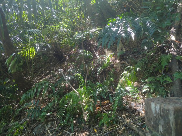 2025.10.18－微笑山線：【天上山系】望月亭桐花段2919556