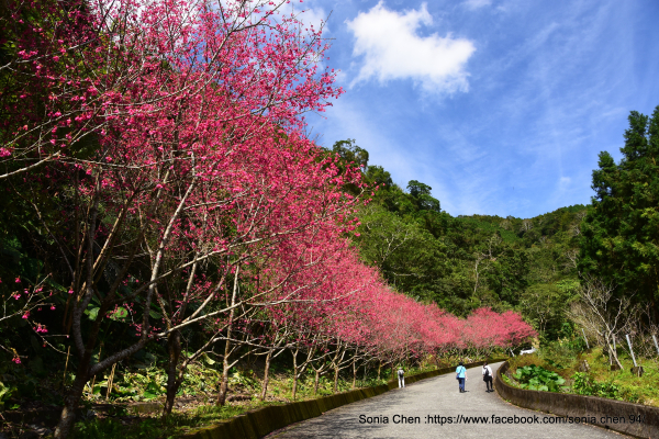 宜蘭最美櫻花林道 2025 D0211  宜蘭燈篙林道櫻花林道 &  櫻悅景觀渡假別墅