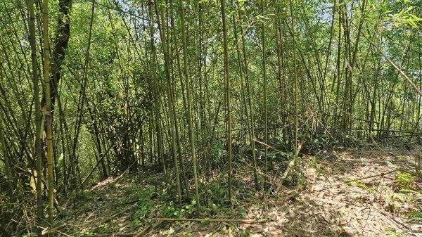 20250430石碇大崙-630峰-獵狸尖-旗子腳山2773930