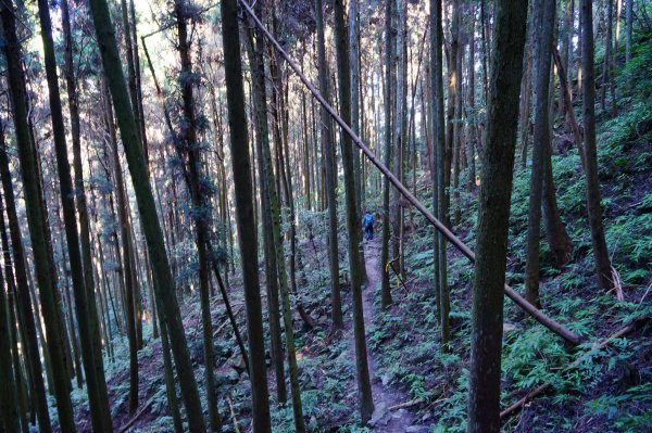 苗栗南庄鄉 向天湖山中記憶裏的海狸碎片1555789