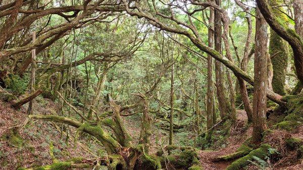 新北烏來-塔曼山1880748