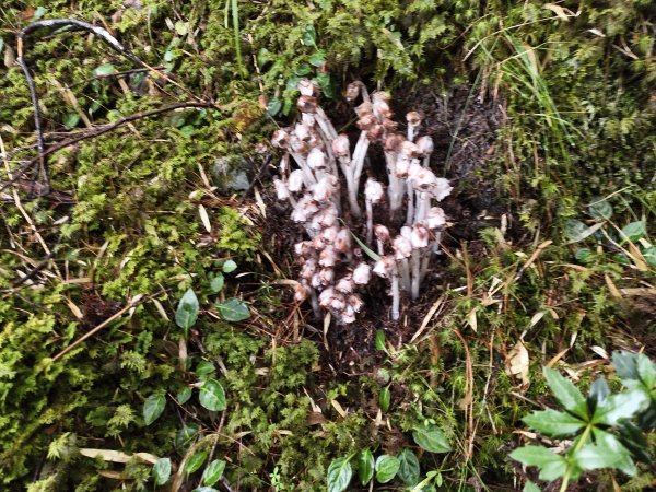 北一段(14/14)高山植物 2025_0906~132887635