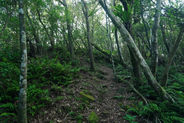 新北 新店 石碇後山、赤腳蘭山、暗寶劍山、鳥嘴尖2793480