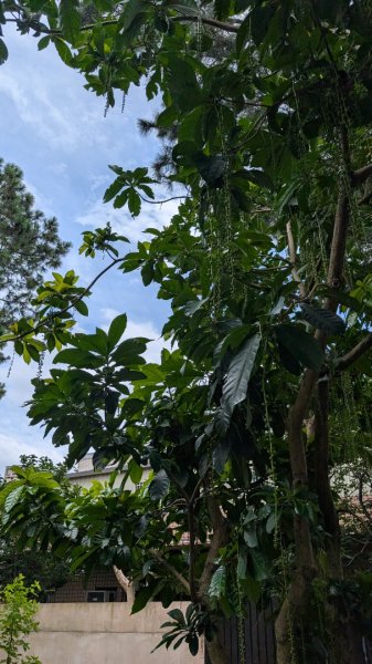 20250629大湳森林公園好所在2823572