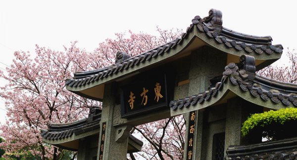 櫻花季的尾聲~在東方寺慢慢的品花落的聲音910703