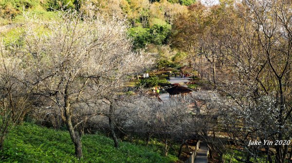 石門水庫梅景美景799253