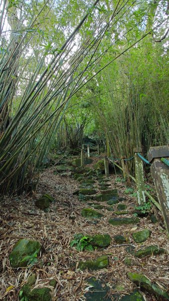 20260125 陽明山前後山健行(無極天元宮~山仔頂步道.向天池.向天山.面天山.二子坪)2997952