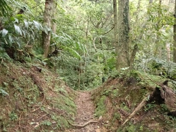 雙溪區打鐵寮山-鶯子嶺-坪溪山-烏山63號-烏山越嶺古道(坪溪山北峰)P字走3023805