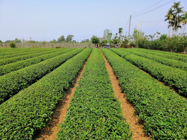 趣味撿小百岳。編號51小百岳 松柏坑山752968