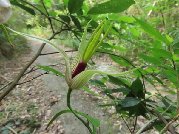 南橫三日～玉穗山