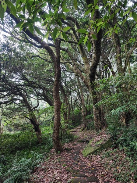 面天山、向天山步道 - 走遍陽明山尋寶任務2262939