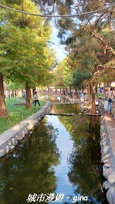 【南投名間】欣美創意園區~落羽松2968342