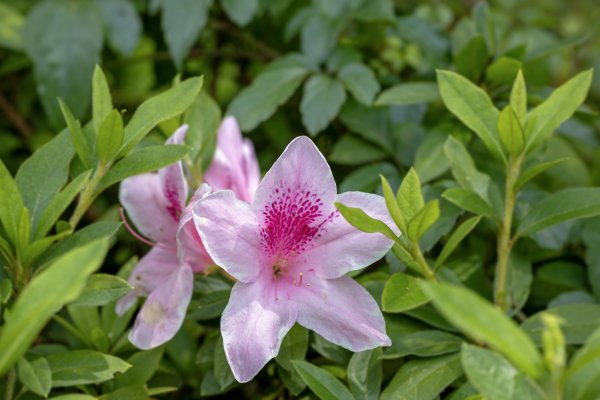 礁溪 五峰旗-跑馬古道3029598