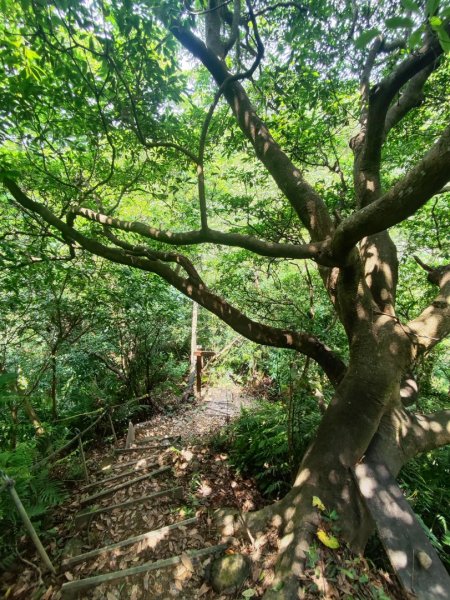 林口新林老公崎步道2773700