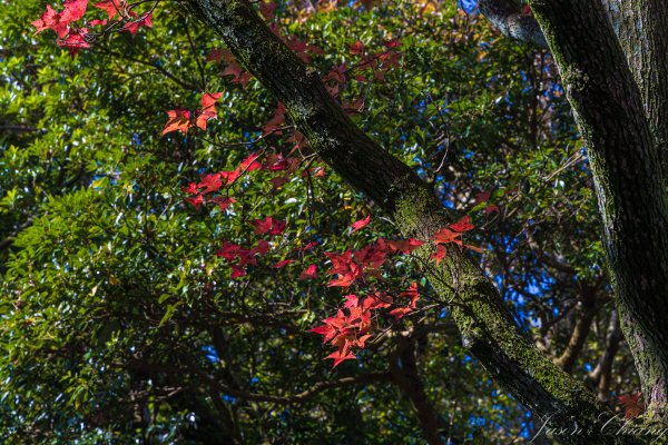 [台北]紗帽山2956577