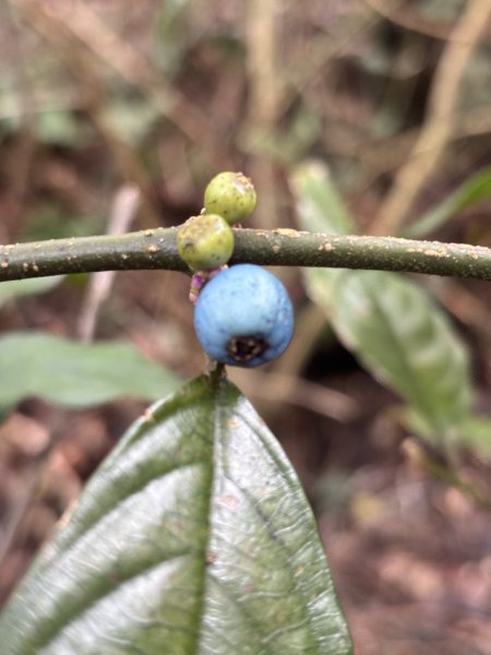 二格山、南邦寮山2941703
